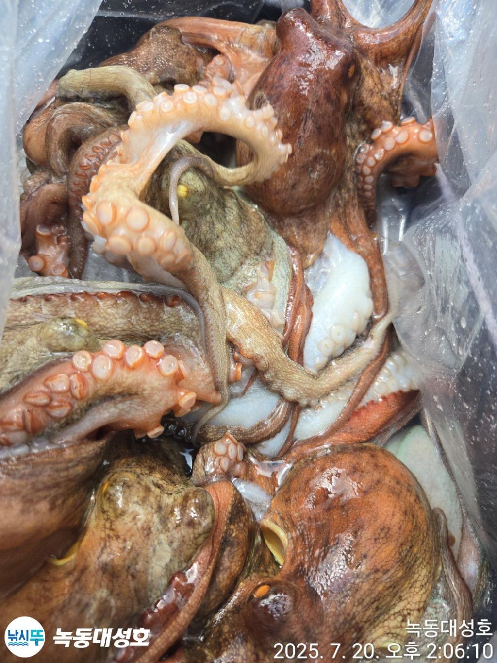 낚시뚜,돌문어,녹동항,녹동대성호,낚시뚜29