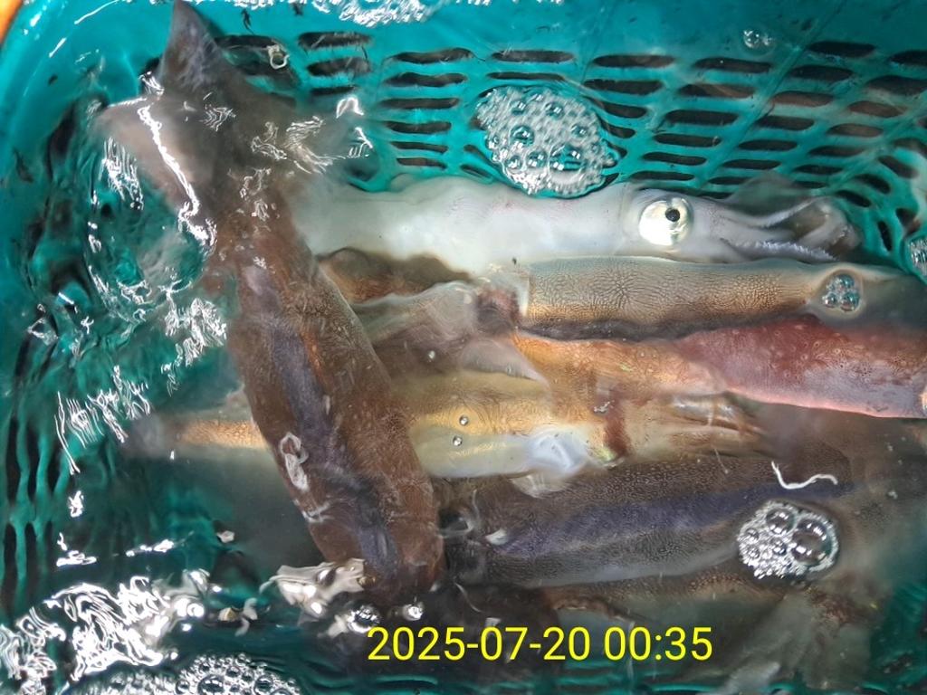 기타 (직접입력), 삼포대교낚시, 낚시뚜