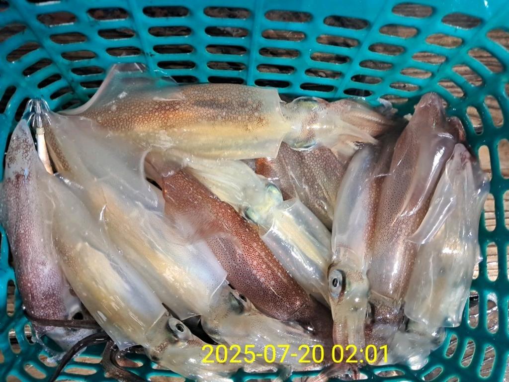 기타 (직접입력), 삼포대교낚시, 낚시뚜