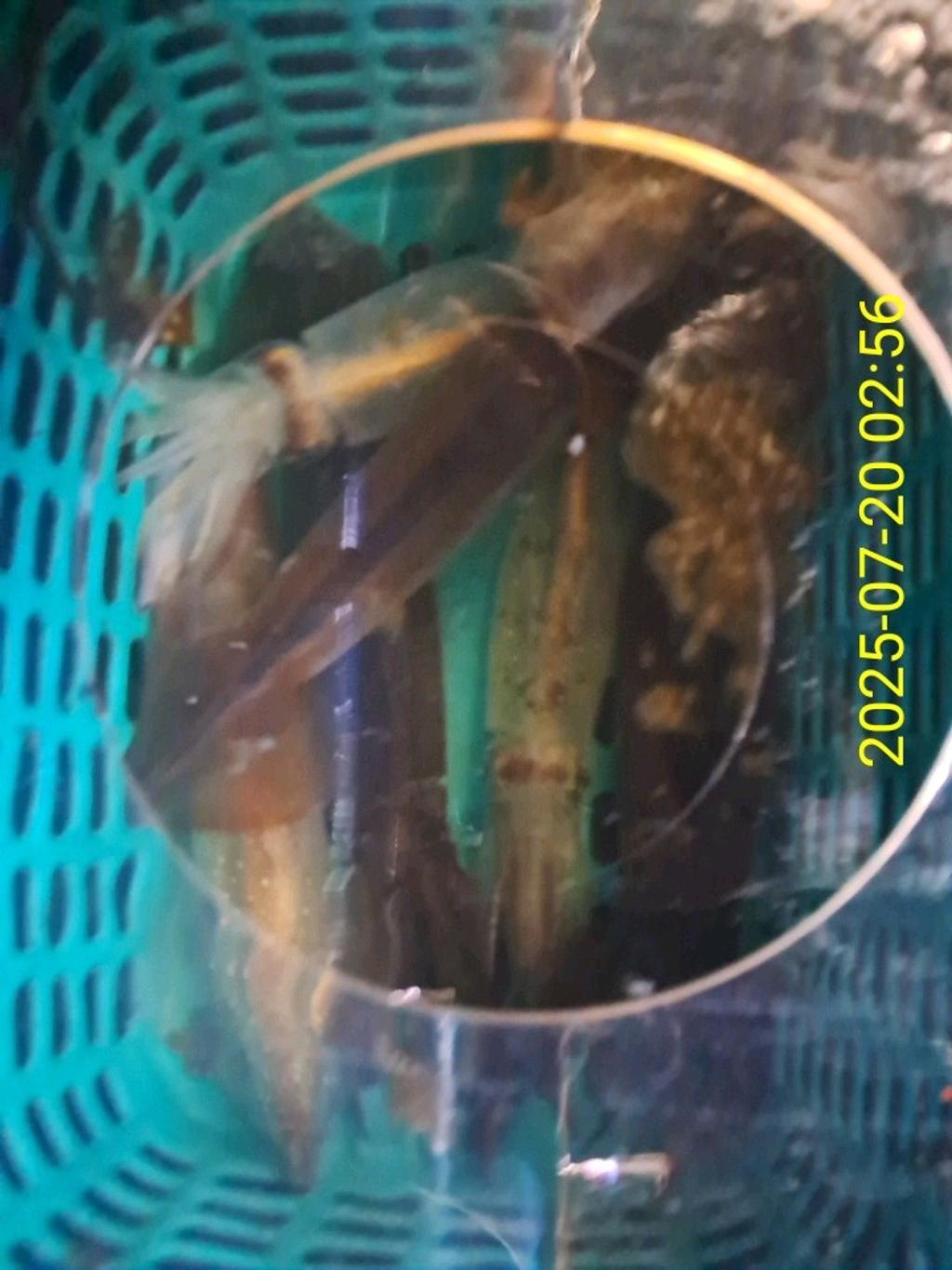 기타 (직접입력), 삼포대교낚시, 낚시뚜