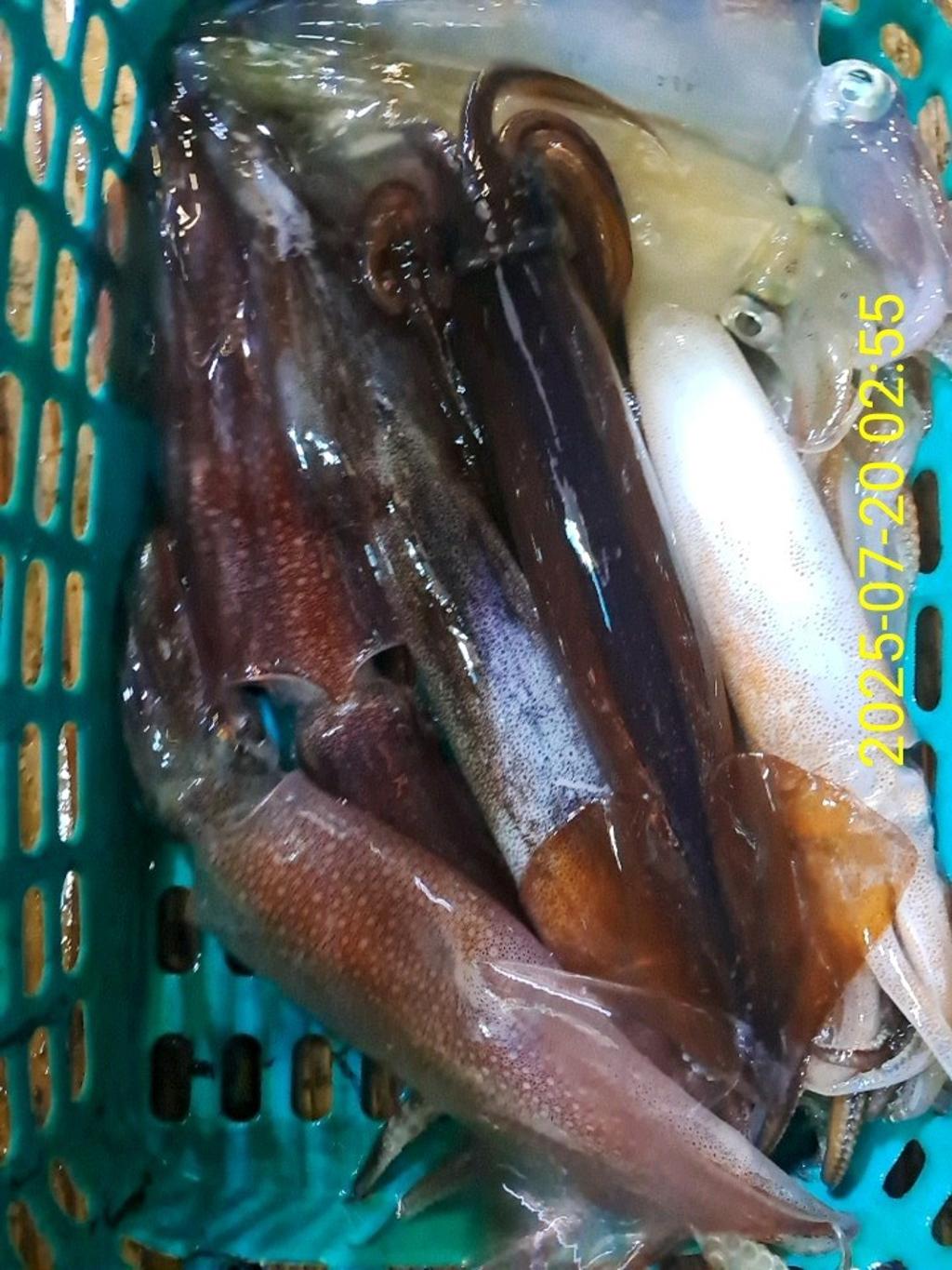 기타 (직접입력), 삼포대교낚시, 낚시뚜