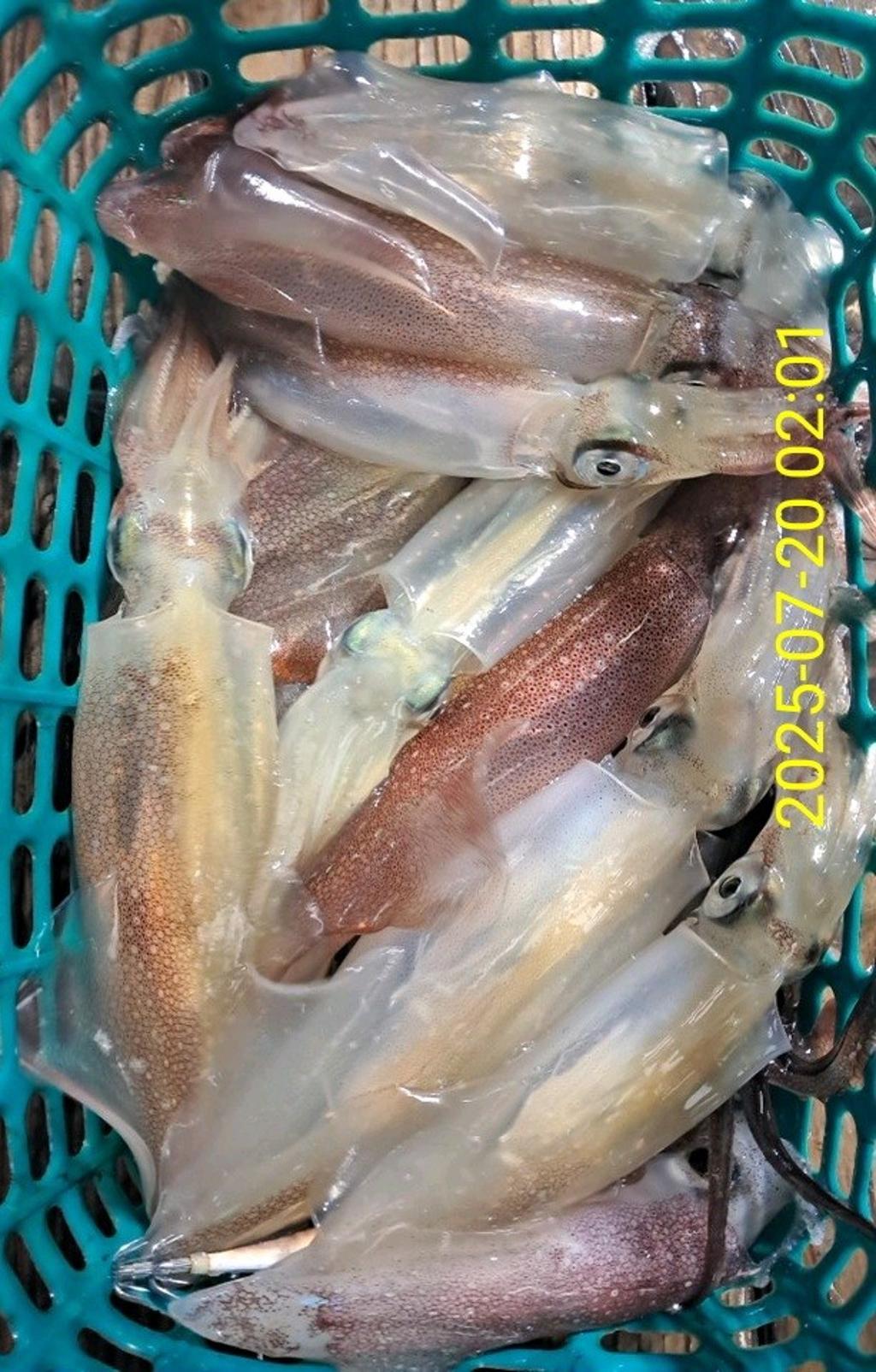 기타 (직접입력), 삼포대교낚시, 낚시뚜