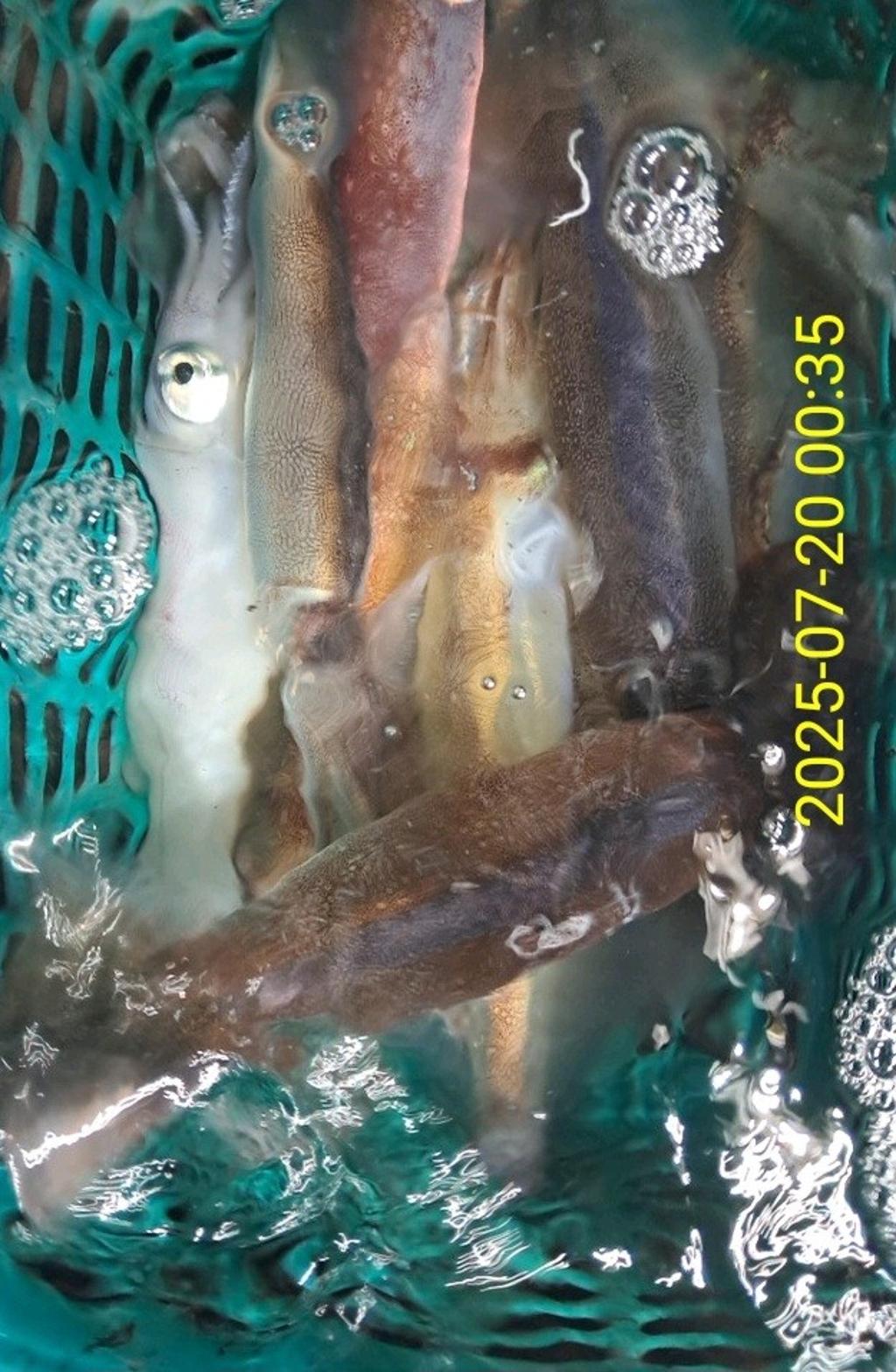 기타 (직접입력), 삼포대교낚시, 낚시뚜