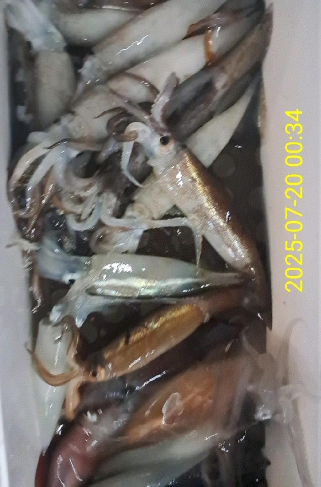 기타 (직접입력), 삼포대교낚시, 낚시뚜