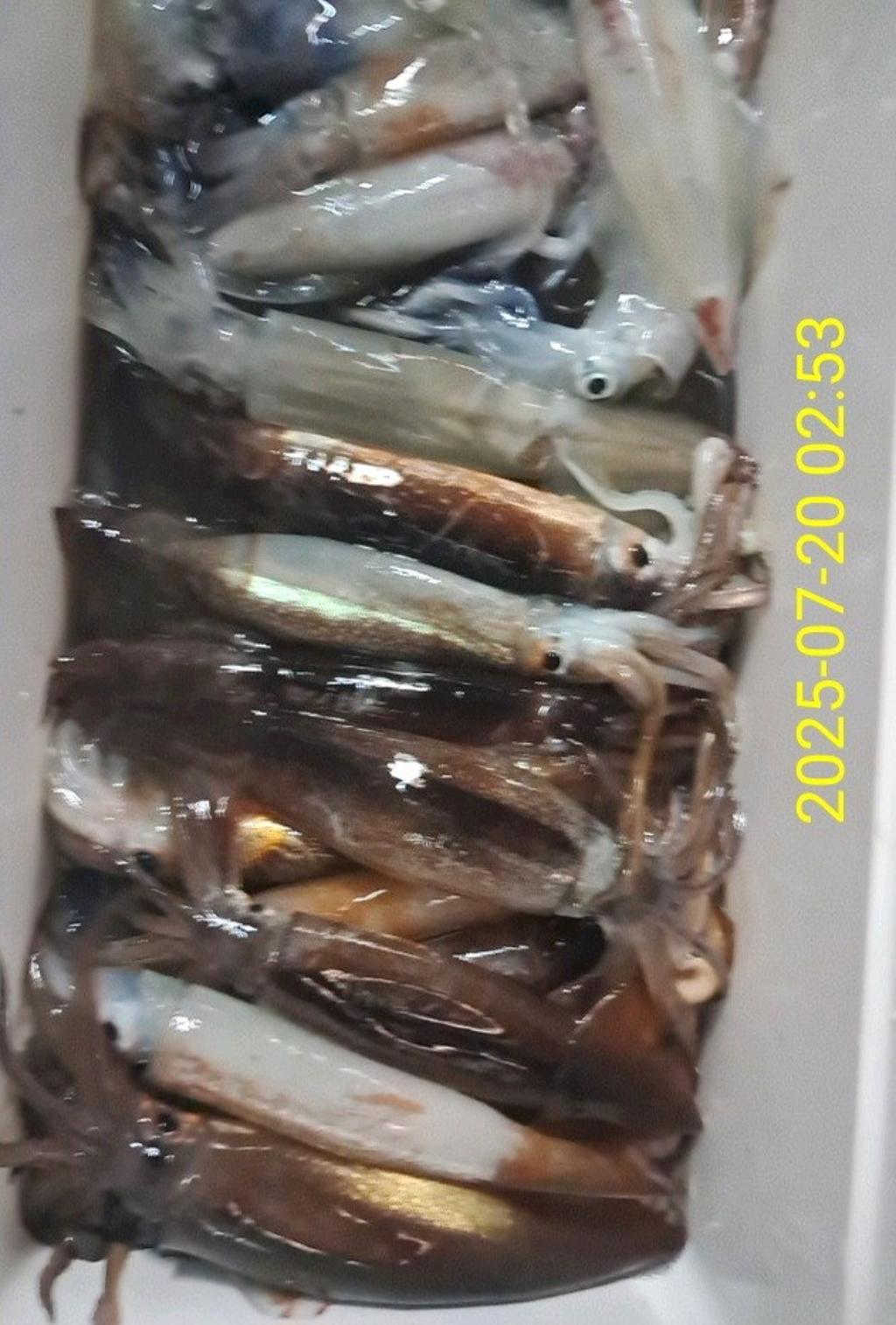 기타 (직접입력), 삼포대교낚시, 낚시뚜