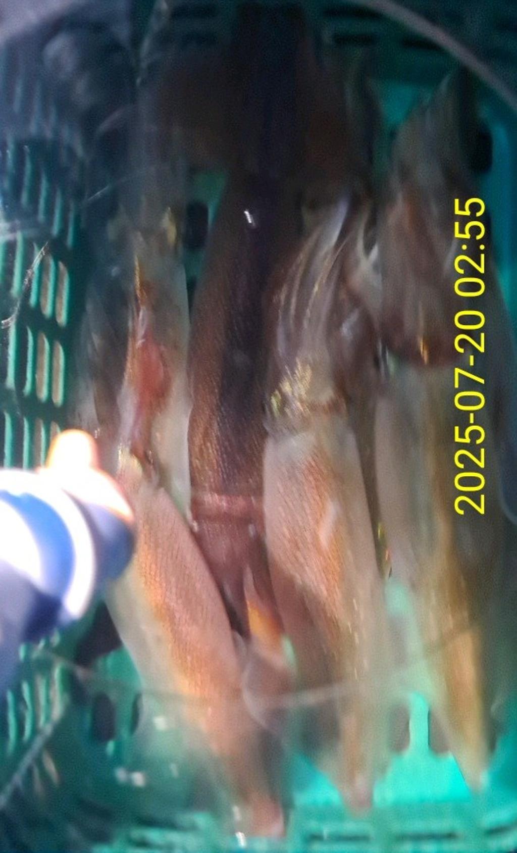 기타 (직접입력), 삼포대교낚시, 낚시뚜