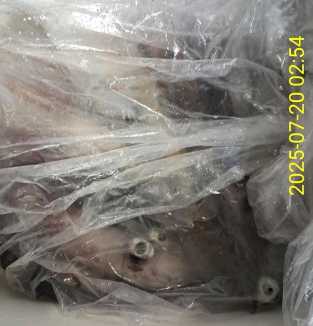 기타 (직접입력), 삼포대교낚시, 낚시뚜