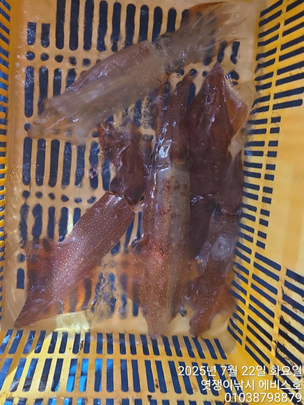 F2731468P2.jpg