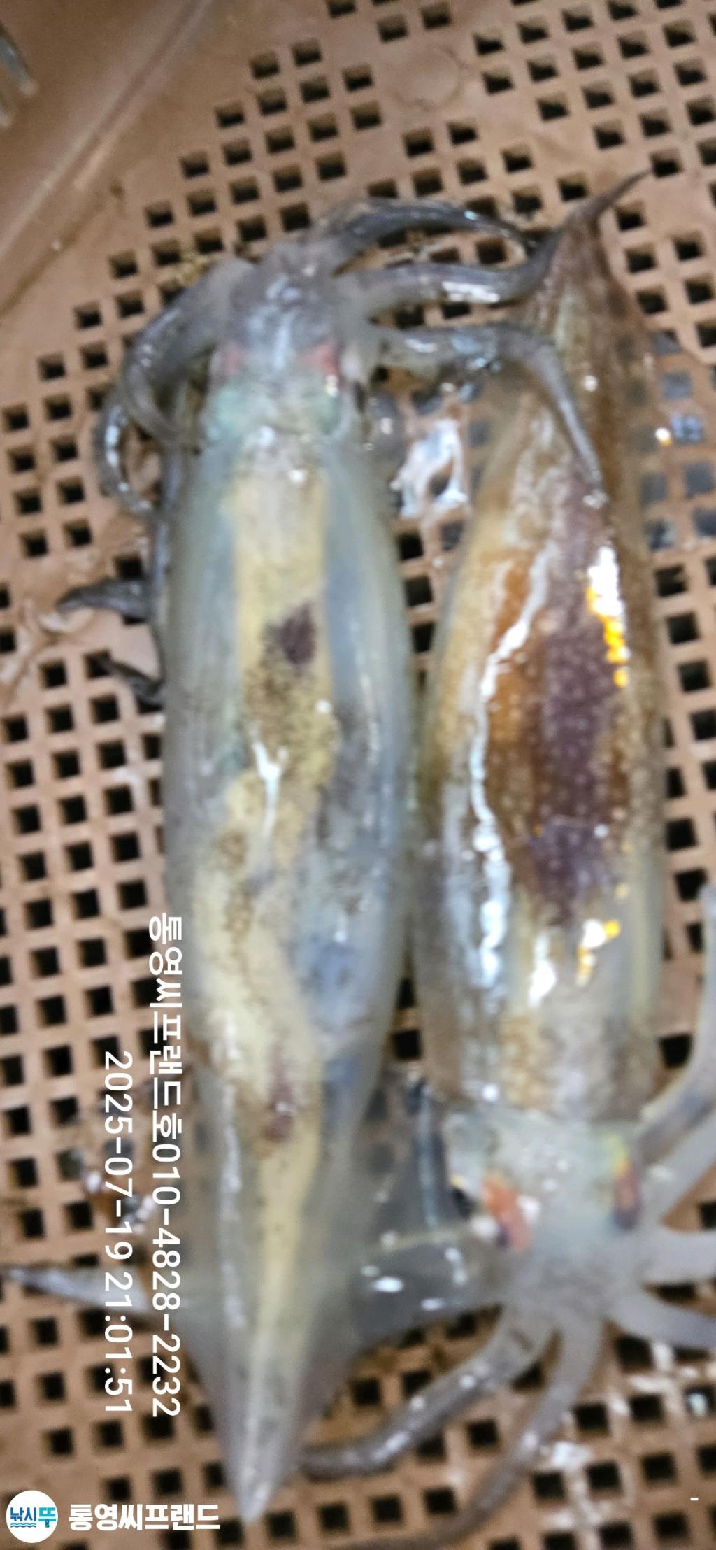 F2732144SB.jpg