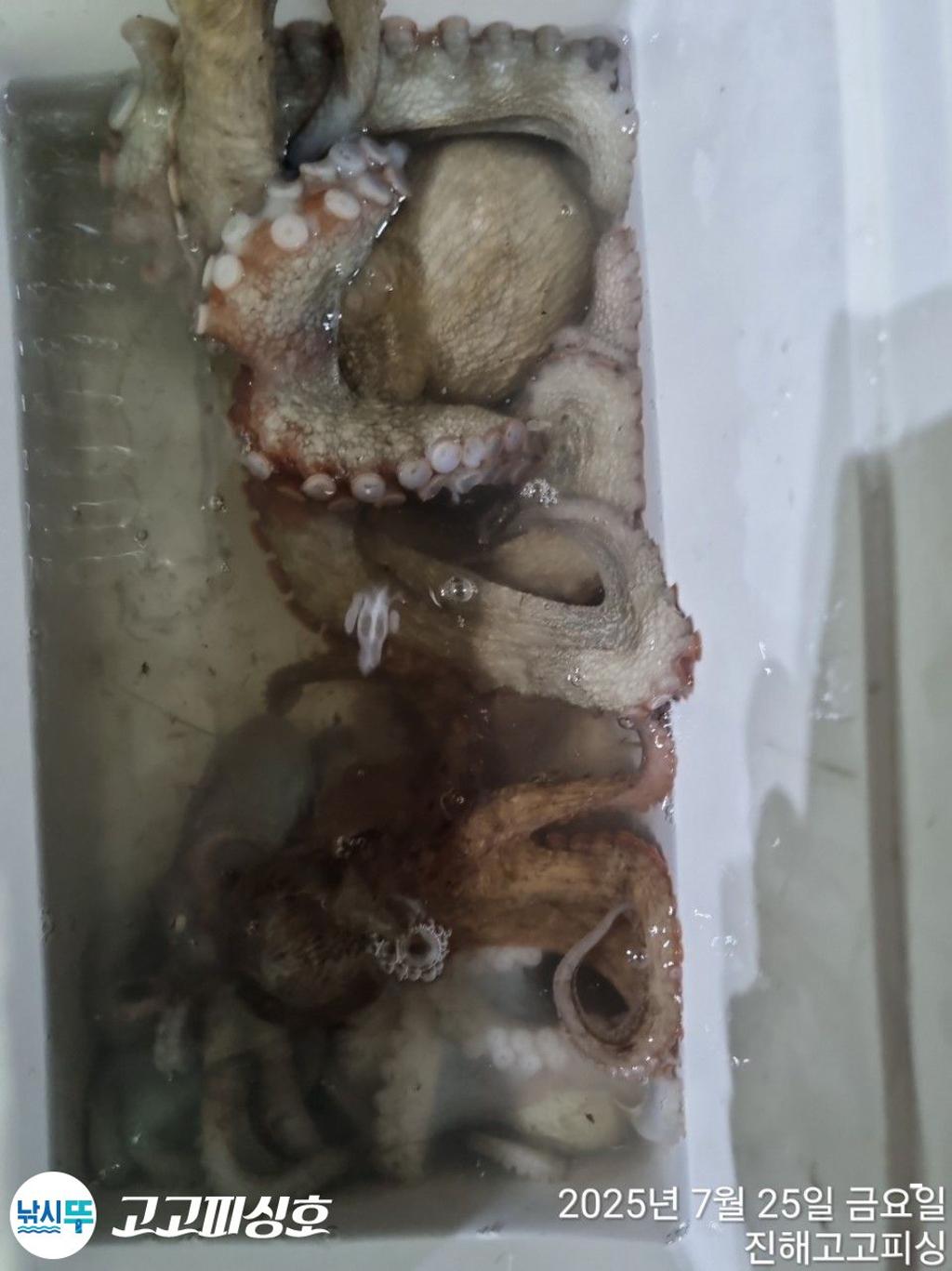 낚시뚜,문어,속천항(진해),고고피싱호,낚시뚜8