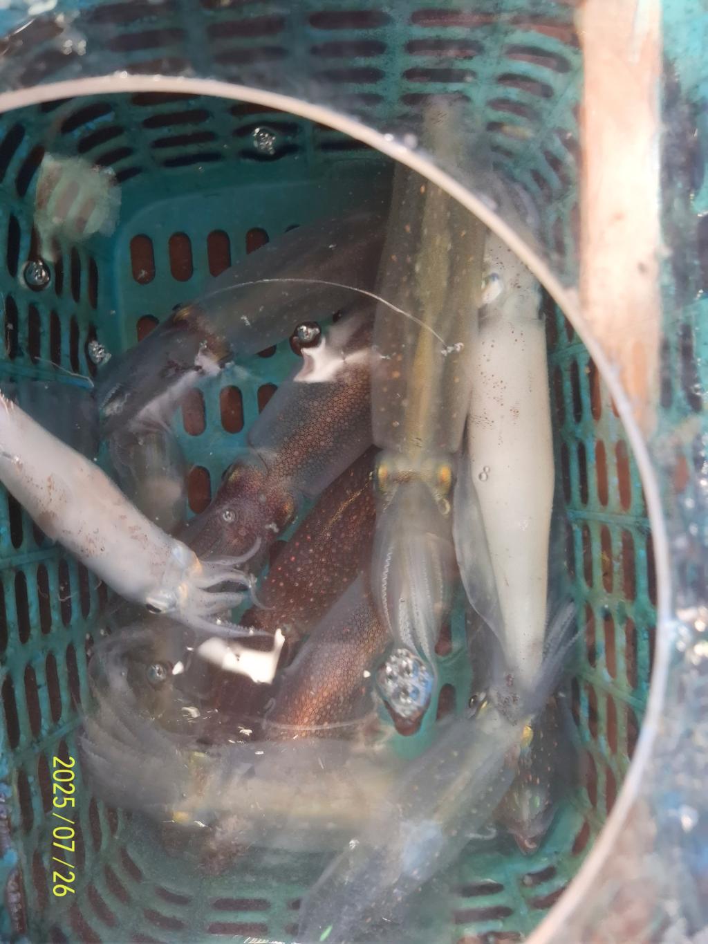 기타 (직접입력), 삼포대교낚시, 낚시뚜
