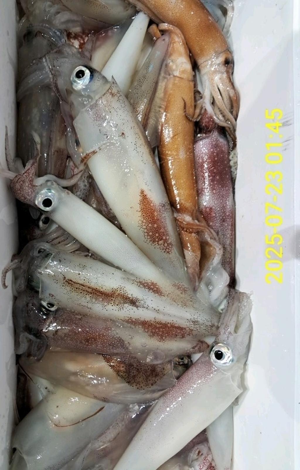 기타 (직접입력), 삼포대교낚시, 낚시뚜