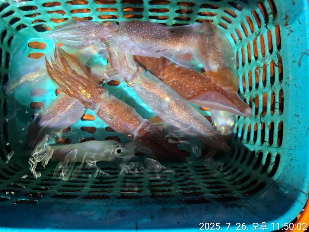 기타 (직접입력), 삼포대교낚시, 낚시뚜