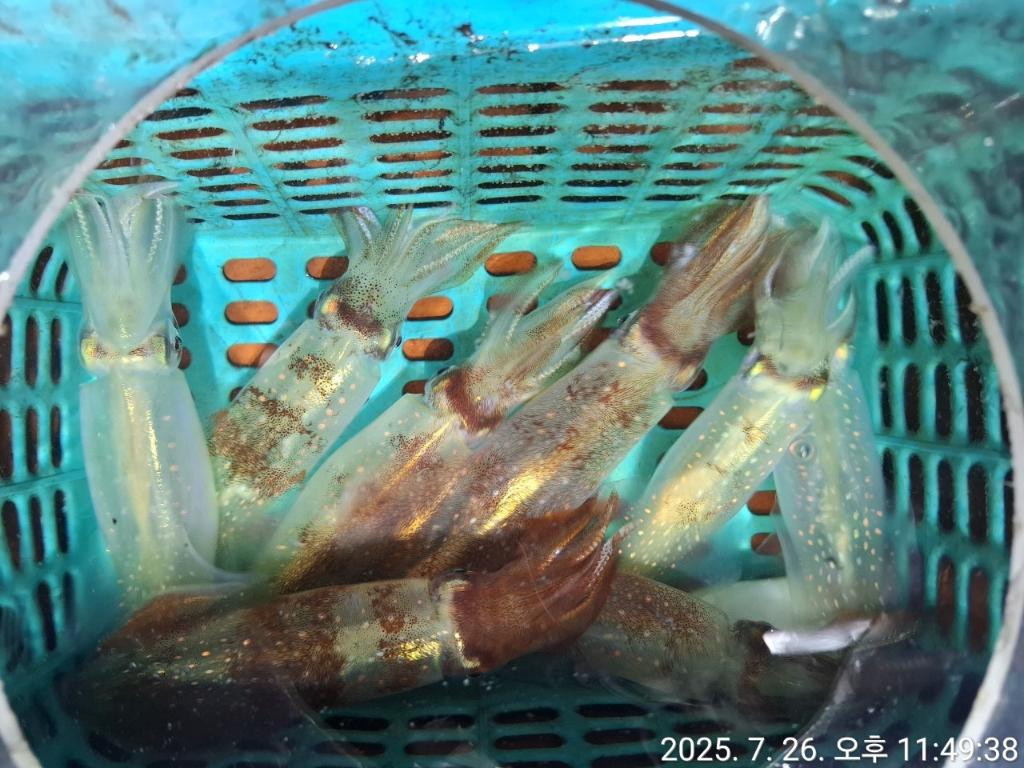 기타 (직접입력), 삼포대교낚시, 낚시뚜
