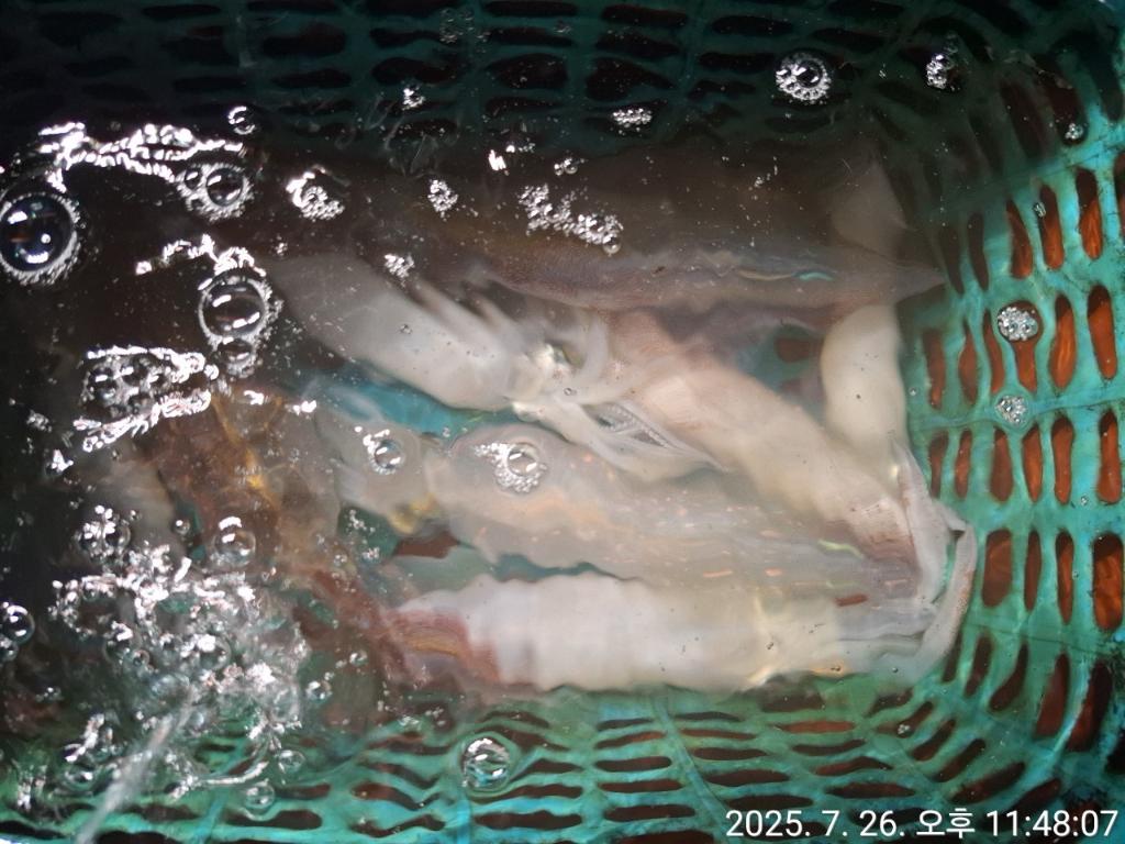 기타 (직접입력), 삼포대교낚시, 낚시뚜