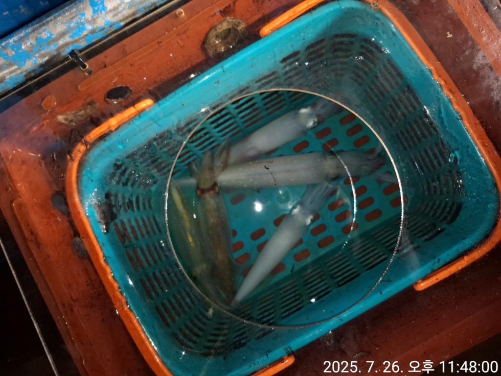 기타 (직접입력), 삼포대교낚시, 낚시뚜