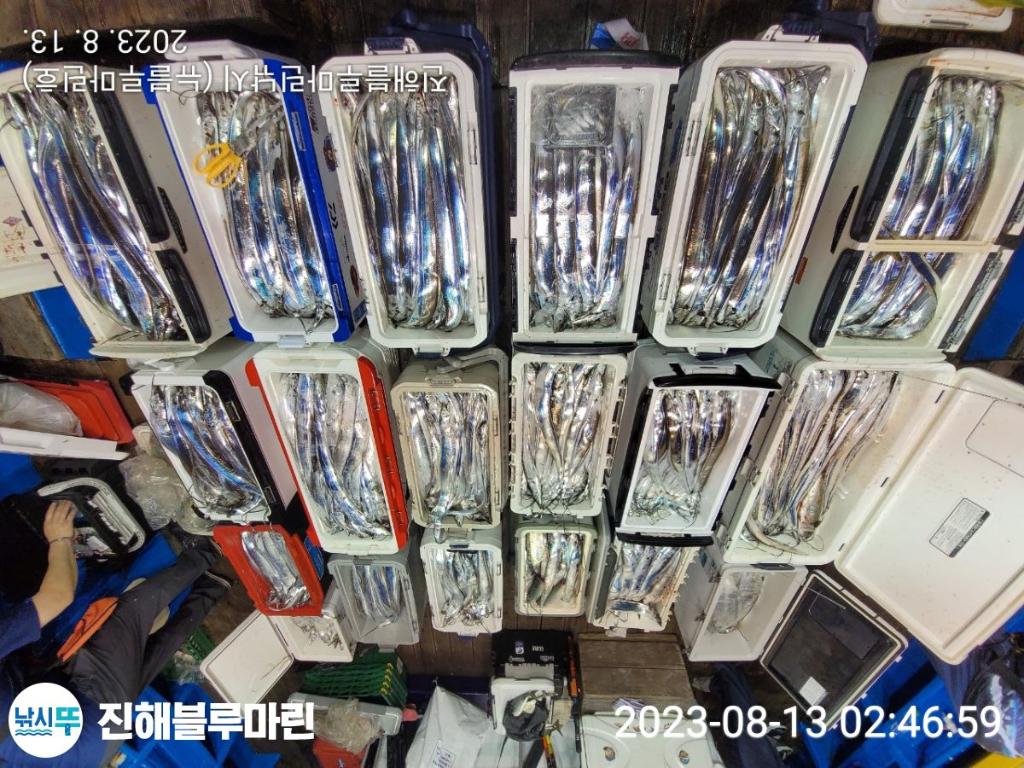 낚시뚜,갈치,진해수도항,진해블루마린낚시,낚시뚜6