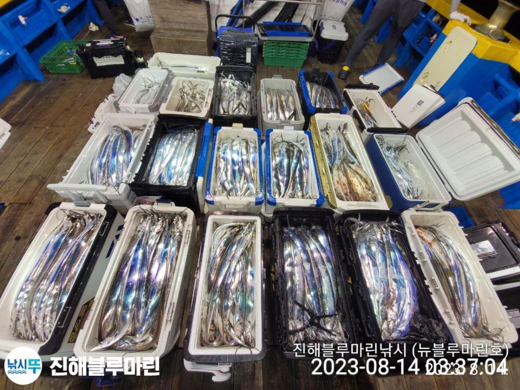 낚시뚜,갈치,진해수도항,진해블루마린낚시,낚시뚜5