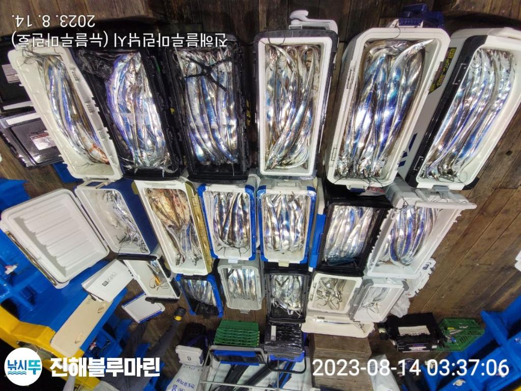 낚시뚜,갈치,진해수도항,진해블루마린낚시,낚시뚜4