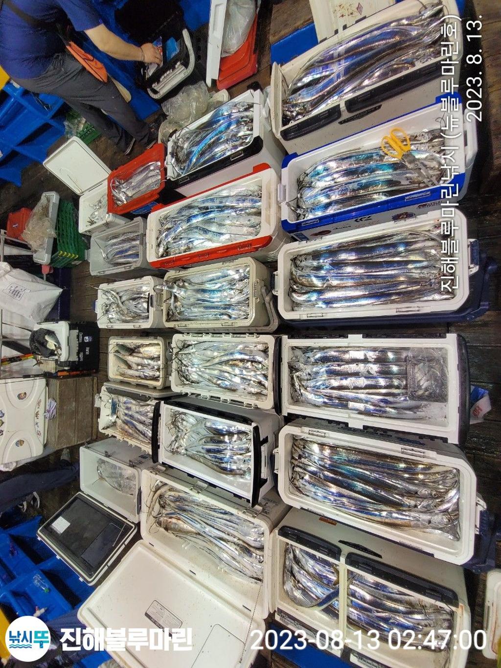 낚시뚜,갈치,진해수도항,진해블루마린낚시,낚시뚜6