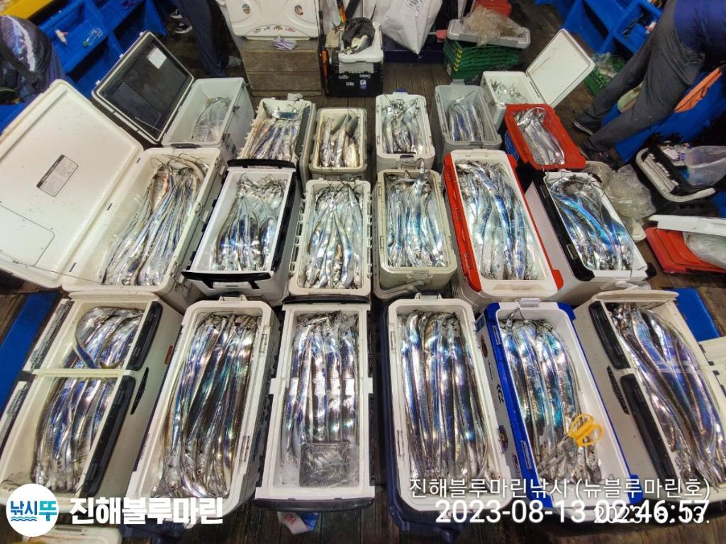 낚시뚜,갈치,진해수도항,진해블루마린낚시,낚시뚜1