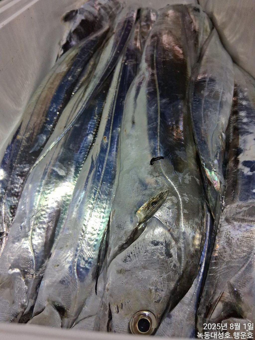 낚시뚜,갈치,녹동항,녹동대성호,낚시뚜44