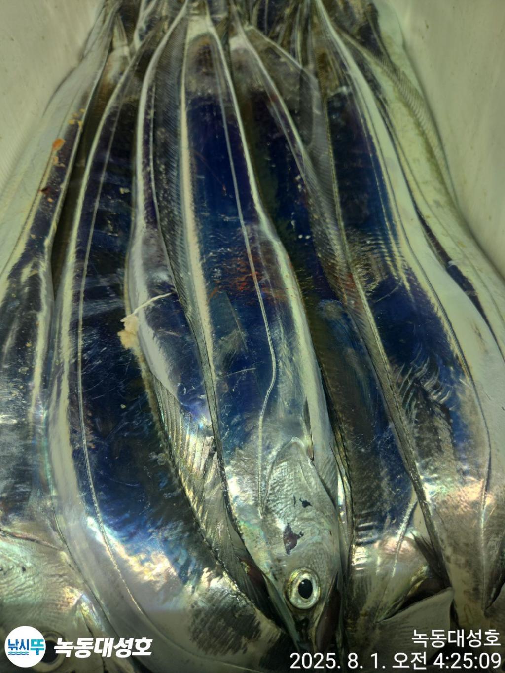 낚시뚜,갈치,녹동항,녹동대성호,낚시뚜37