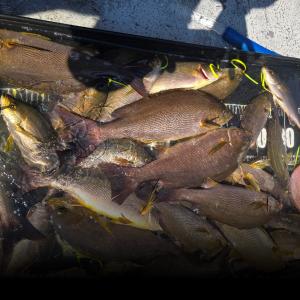 조황, #홍도선상조황속보  [돛벤자리 한판떼기 조황속보]