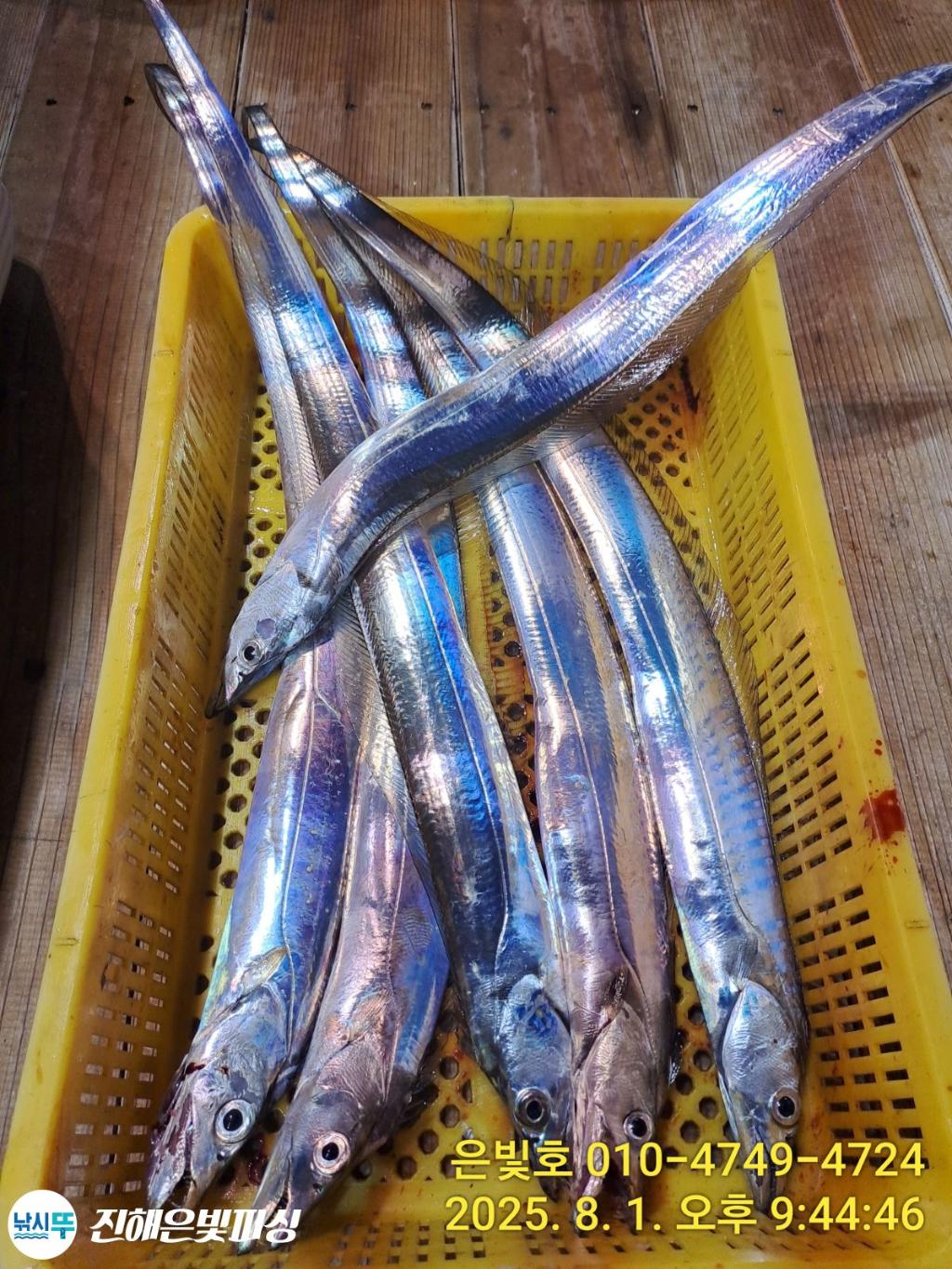 낚시뚜,갈치,진해수도항,진해은빛피싱,낚시뚜19