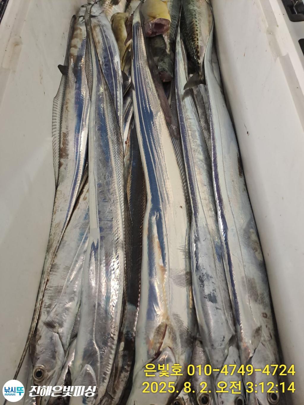 낚시뚜,갈치,진해수도항,진해은빛피싱,낚시뚜10