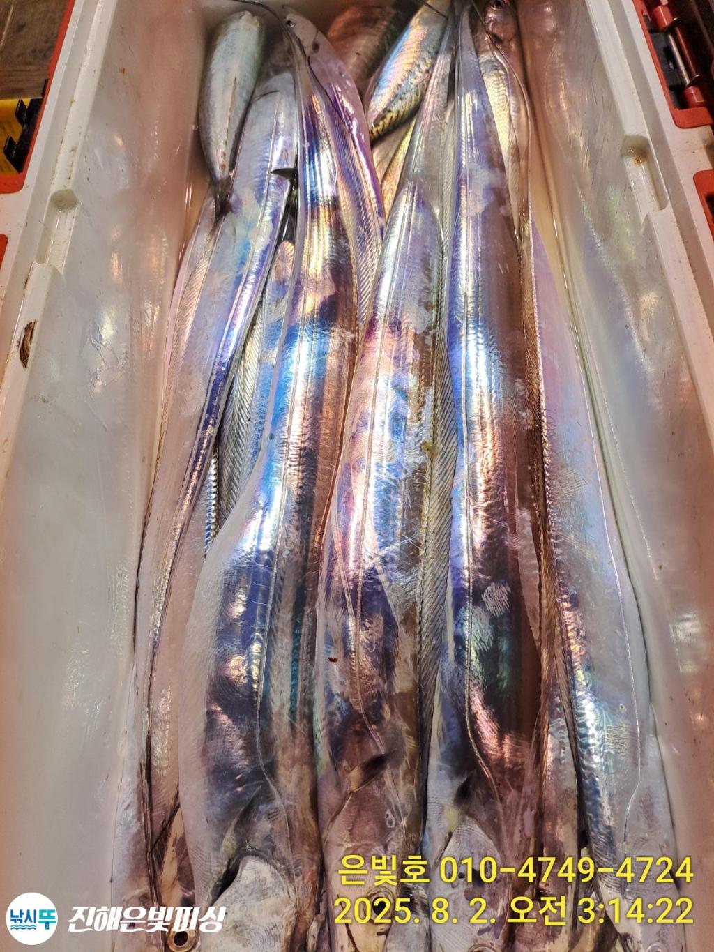 낚시뚜,갈치,진해수도항,진해은빛피싱,낚시뚜6