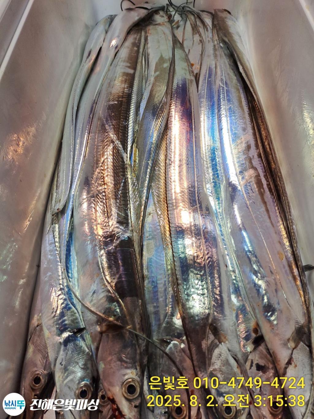 낚시뚜,갈치,진해수도항,진해은빛피싱,낚시뚜4