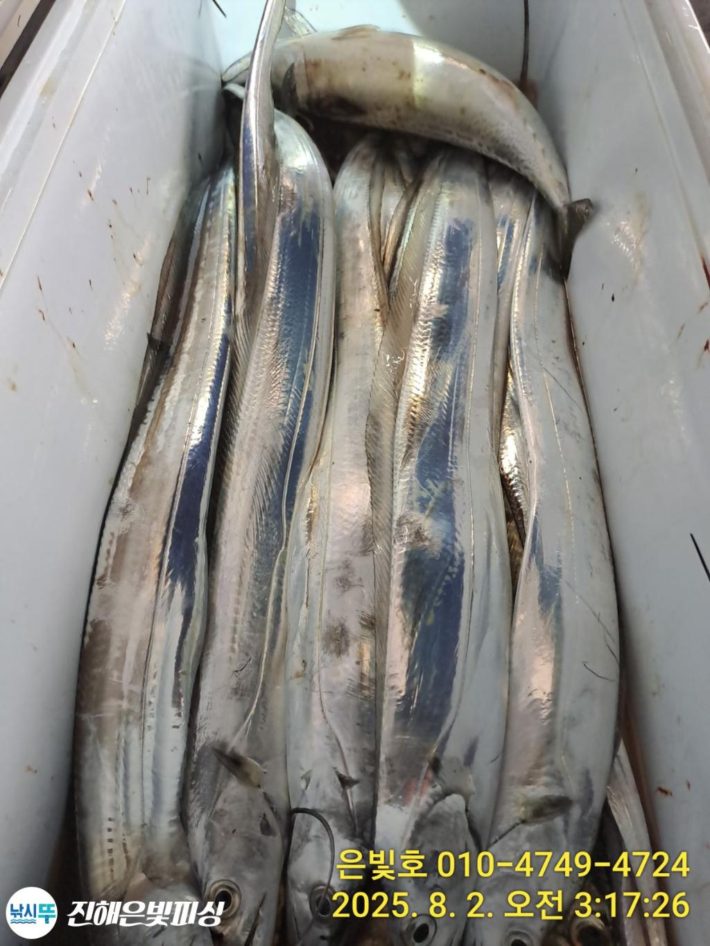 낚시뚜,갈치,진해수도항,진해은빛피싱,낚시뚜1