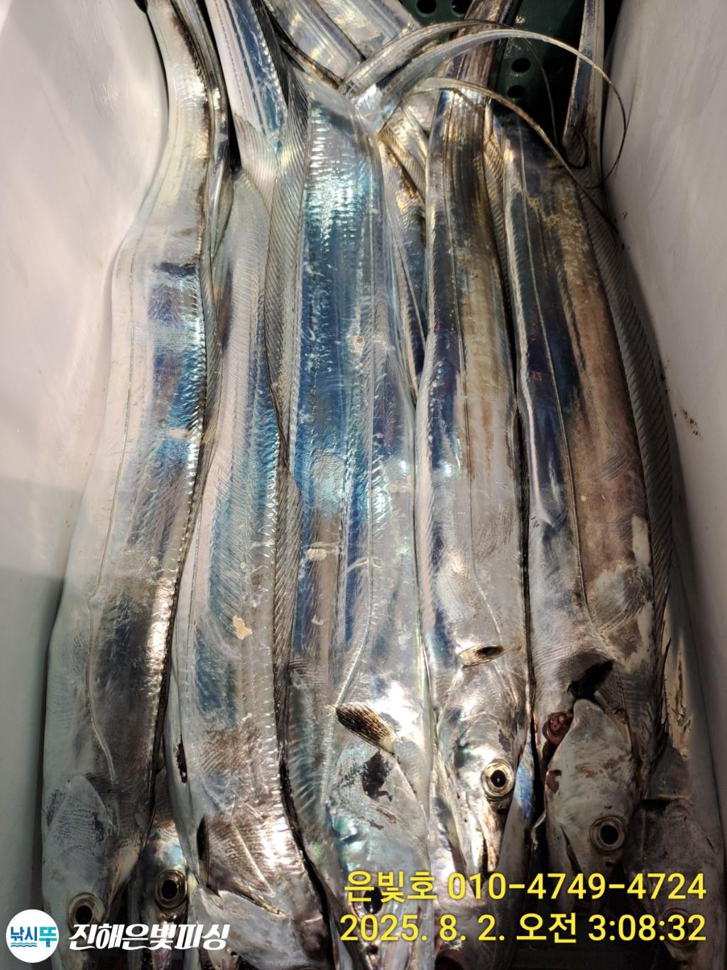 낚시뚜,갈치,진해수도항,진해은빛피싱,낚시뚜24
