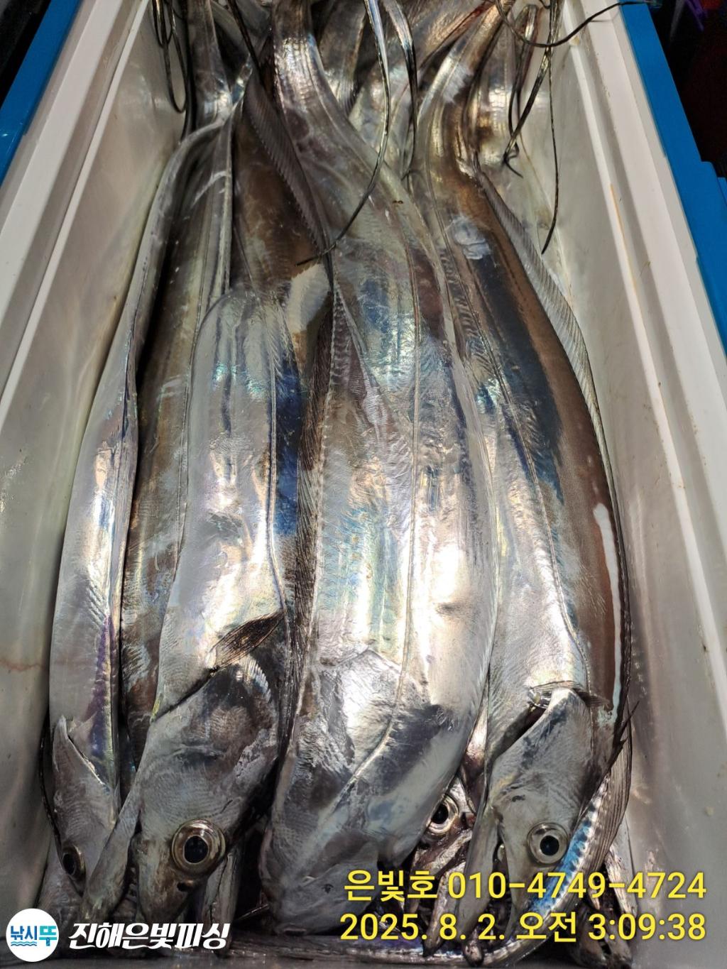 낚시뚜,갈치,진해수도항,진해은빛피싱,낚시뚜23