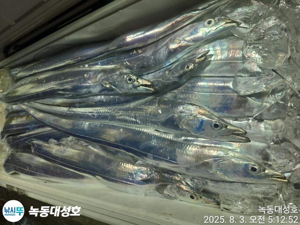 낚시뚜,갈치,녹동항,녹동대성호,낚시뚜75