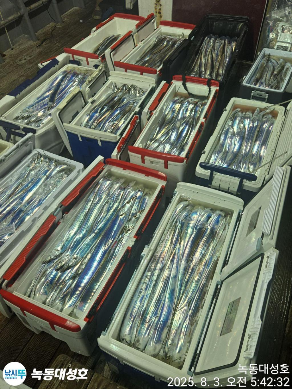 낚시뚜,갈치,녹동항,녹동대성호,낚시뚜8