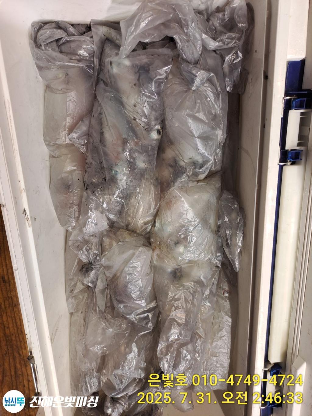 낚시뚜,갈치,진해수도항,진해은빛피싱,낚시뚜27