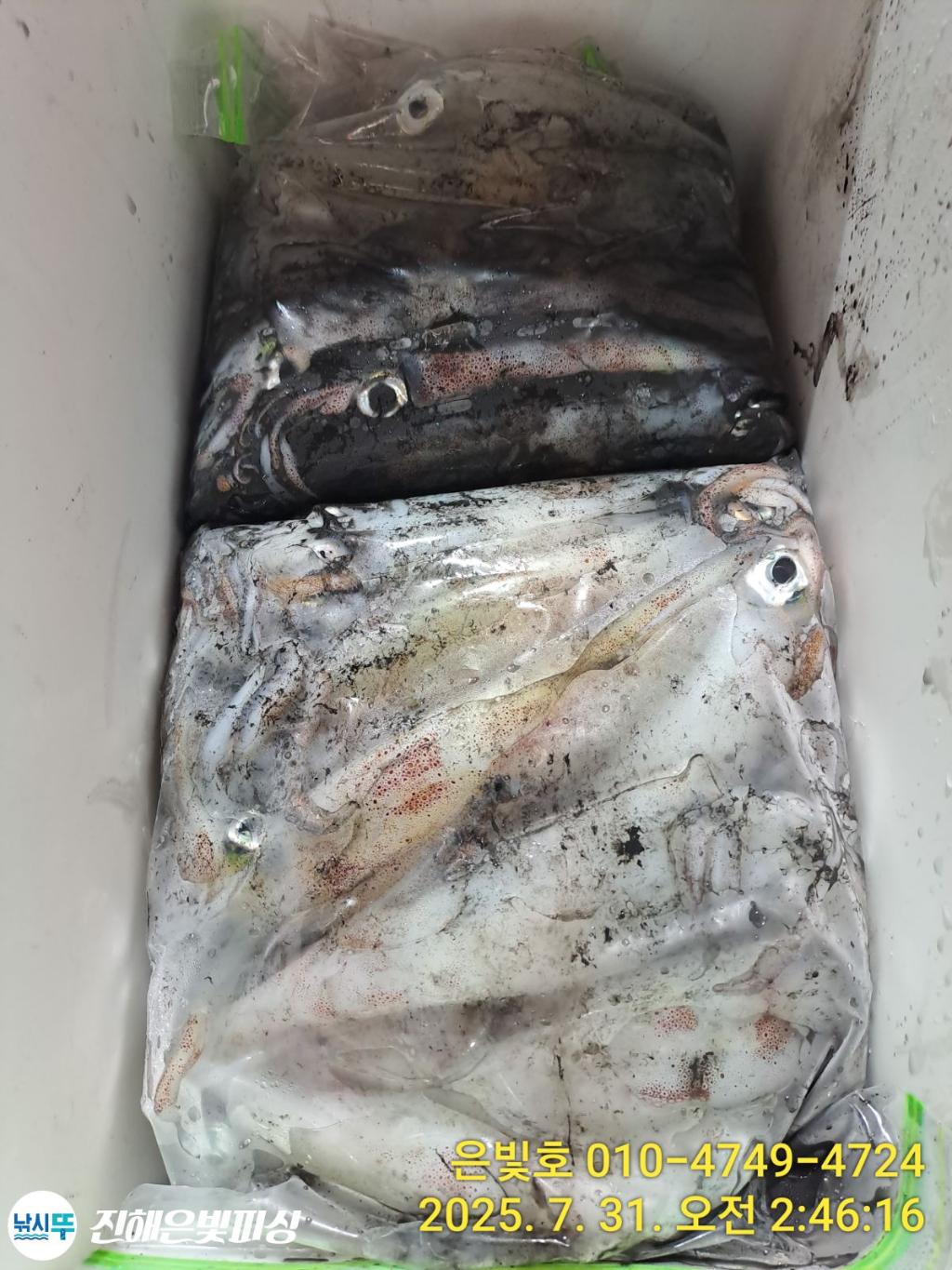 낚시뚜,갈치,진해수도항,진해은빛피싱,낚시뚜25