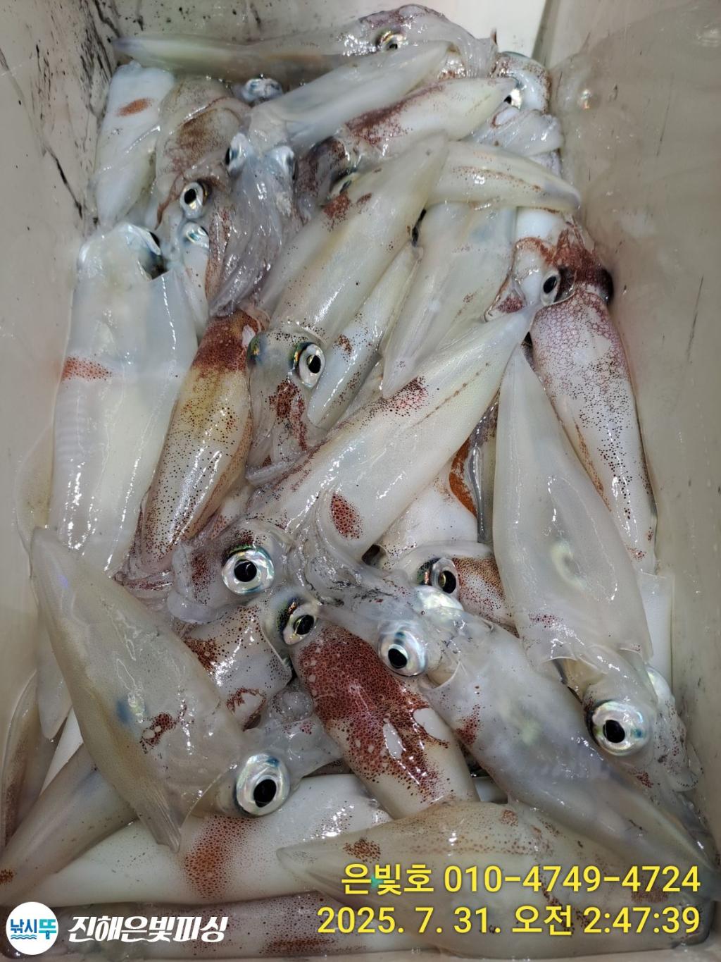 낚시뚜,갈치,진해수도항,진해은빛피싱,낚시뚜24