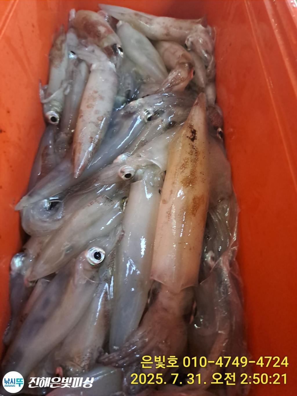 낚시뚜,갈치,진해수도항,진해은빛피싱,낚시뚜18