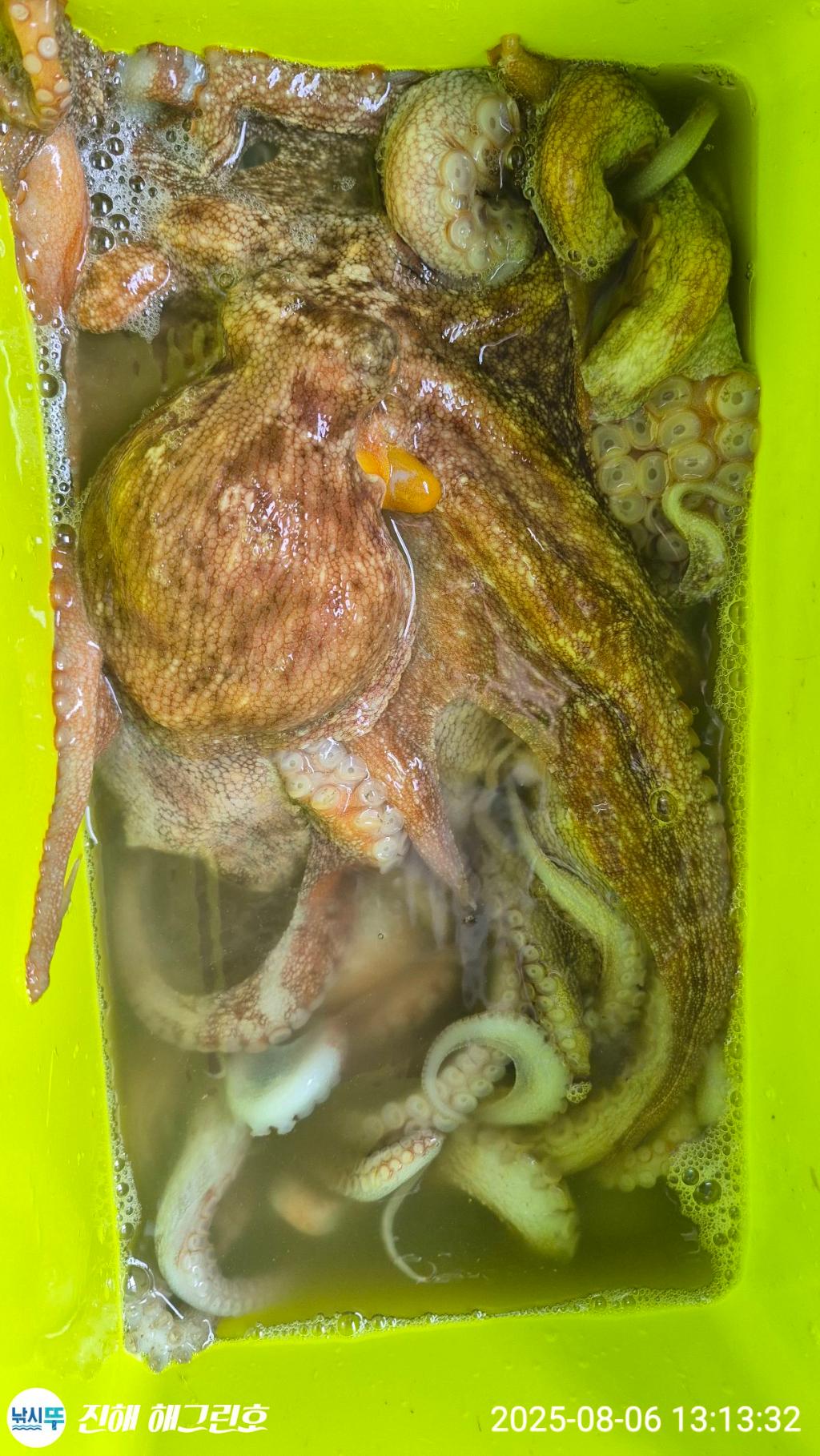 F2741535NQ.jpg