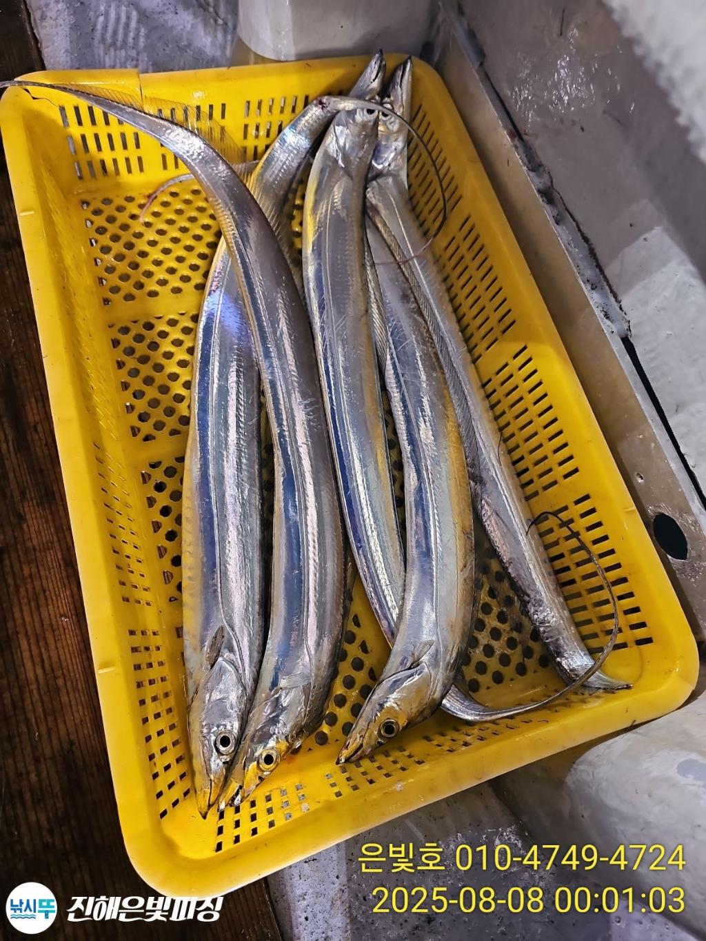 낚시뚜,갈치,진해수도항,진해은빛피싱,낚시뚜18