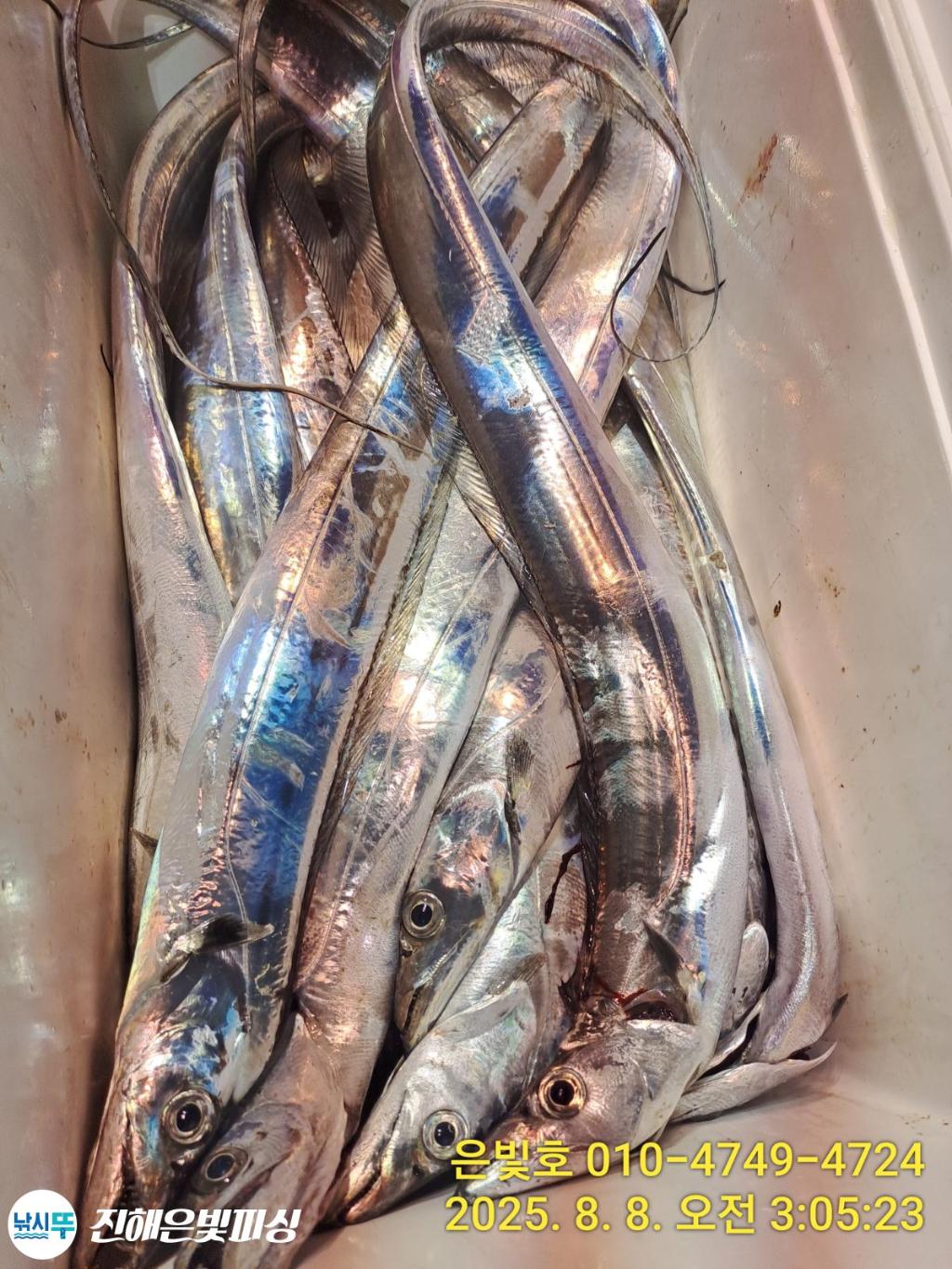 낚시뚜,갈치,진해수도항,진해은빛피싱,낚시뚜9