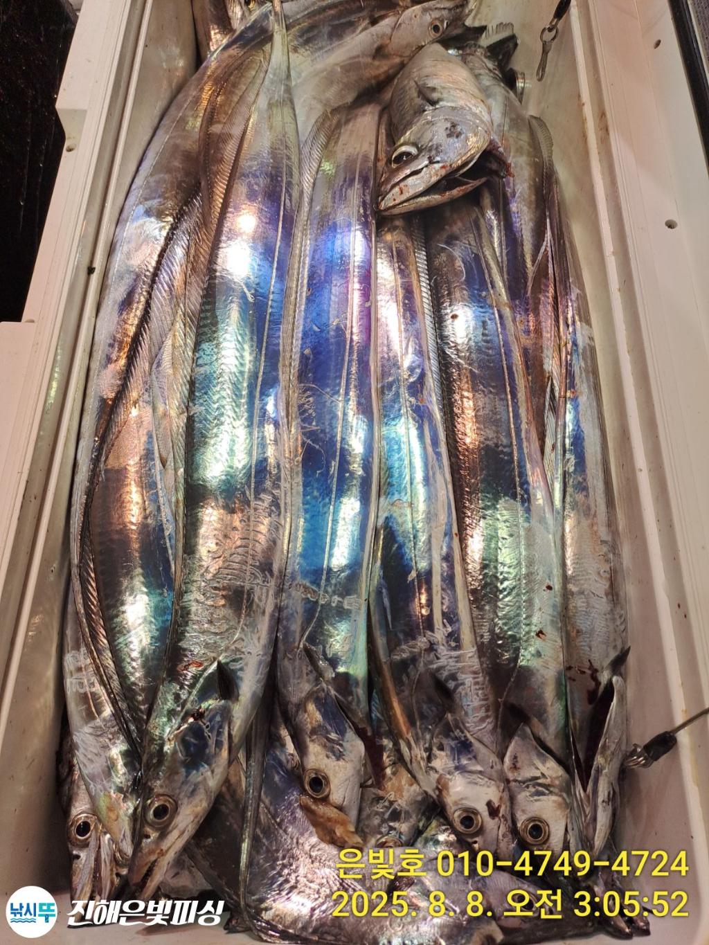 낚시뚜,갈치,진해수도항,진해은빛피싱,낚시뚜8