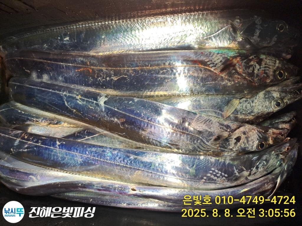 낚시뚜,갈치,진해수도항,진해은빛피싱,낚시뚜5