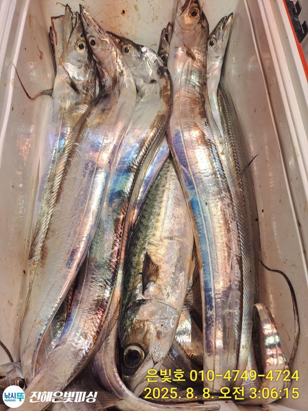 낚시뚜,갈치,진해수도항,진해은빛피싱,낚시뚜4