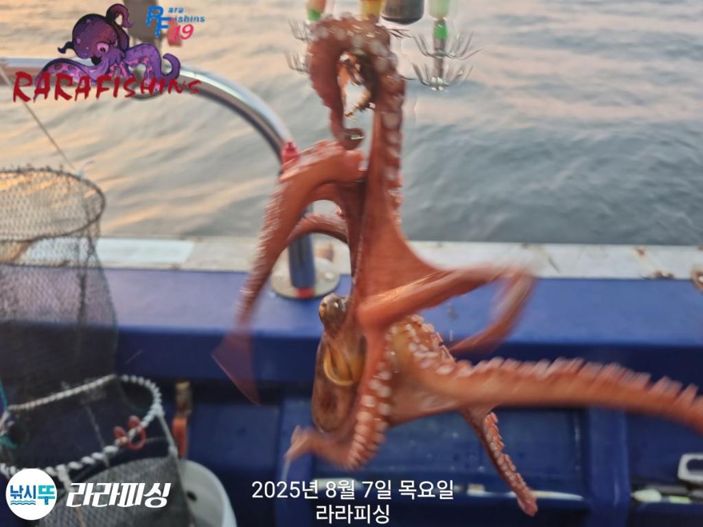 F2742910HO.jpg
