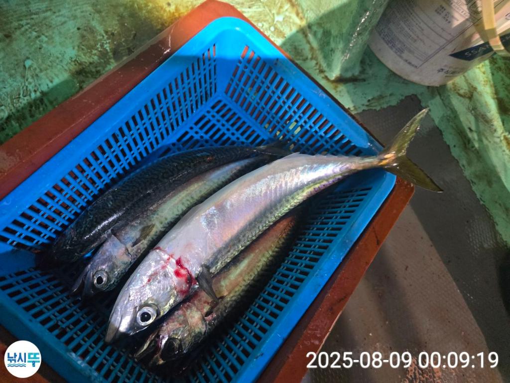 F2743121BS.jpg