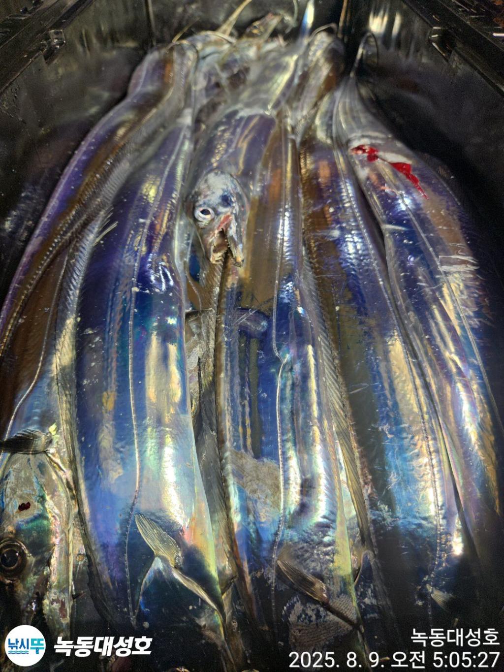 낚시뚜,갈치,녹동항,녹동대성호,낚시뚜50
